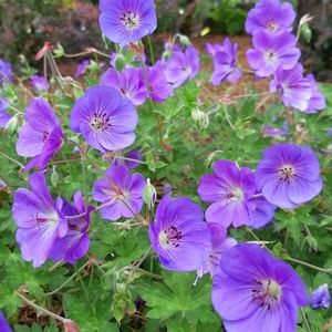 Meet your Posher, Marivic